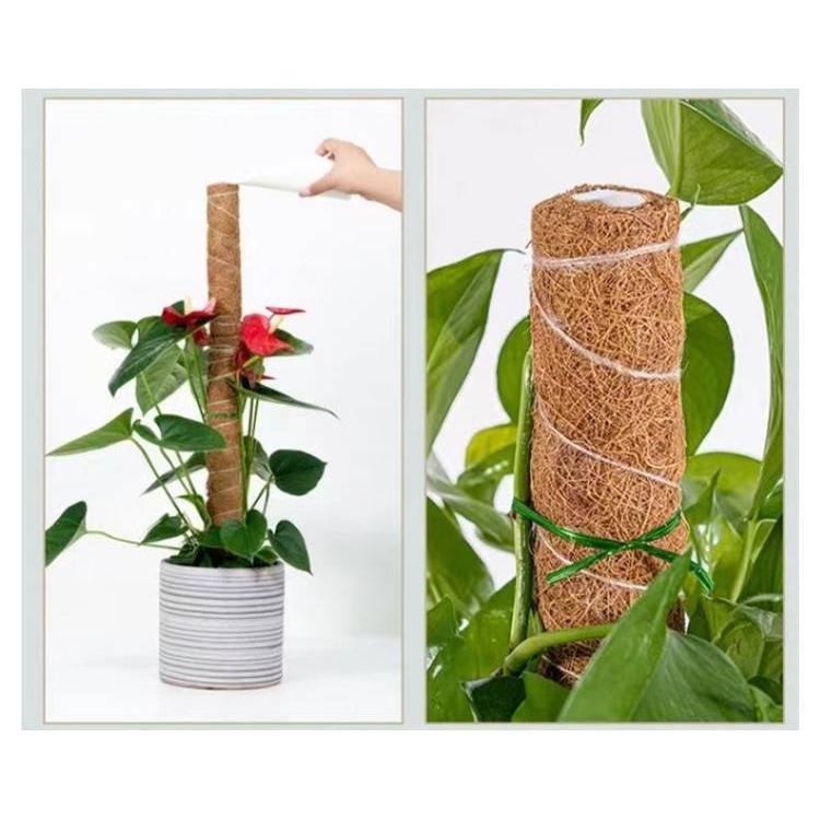 観葉植物 支柱 3本セット モンステラ 支柱 ココスティック 園芸支柱 植物 ガーデニング用 倒れ防止 花ささえ ココナッツ支柱 植物サポート つる性 | ブランド登録なし | 10