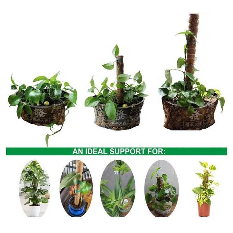観葉植物 支柱 3本セット モンステラ 支柱 ココスティック 園芸支柱 植物 ガーデニング用 倒れ防止 花ささえ ココナッツ支柱 植物サポート つる性 | ブランド登録なし | 15