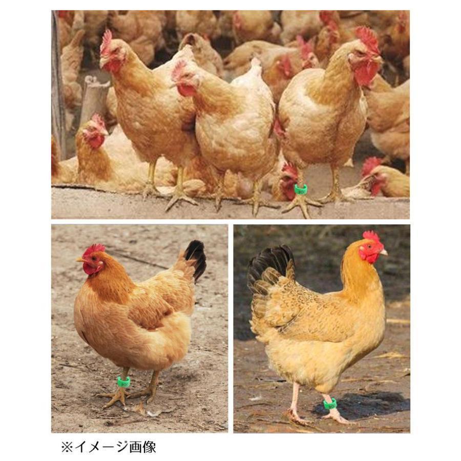 鳥用 足輪 100個 家禽用 フットリング ナンバーリング 鳥類 フットバンド 識別用 レッグクリップ ハト ニワトリ 鶏 使い勝手抜群 毎日使いやすい | ブランド登録なし | 01