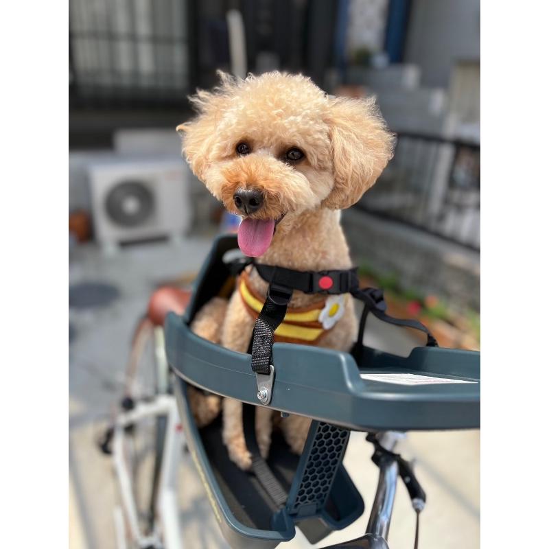 バディーライダー Buddyrider 自転車用ペットシート Series2 : ADサイクル通販88 - 通販 - Yahoo!ショッピング バディーライダー Buddyrider 自転車用ペットシート Series2 : ADサイクル通販88 - 通販 - Yahoo!ショッピング