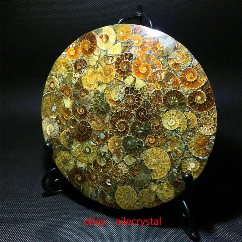 天然 アンモナイト化石 conch クリスタル 標本 ヒーリング スタンド