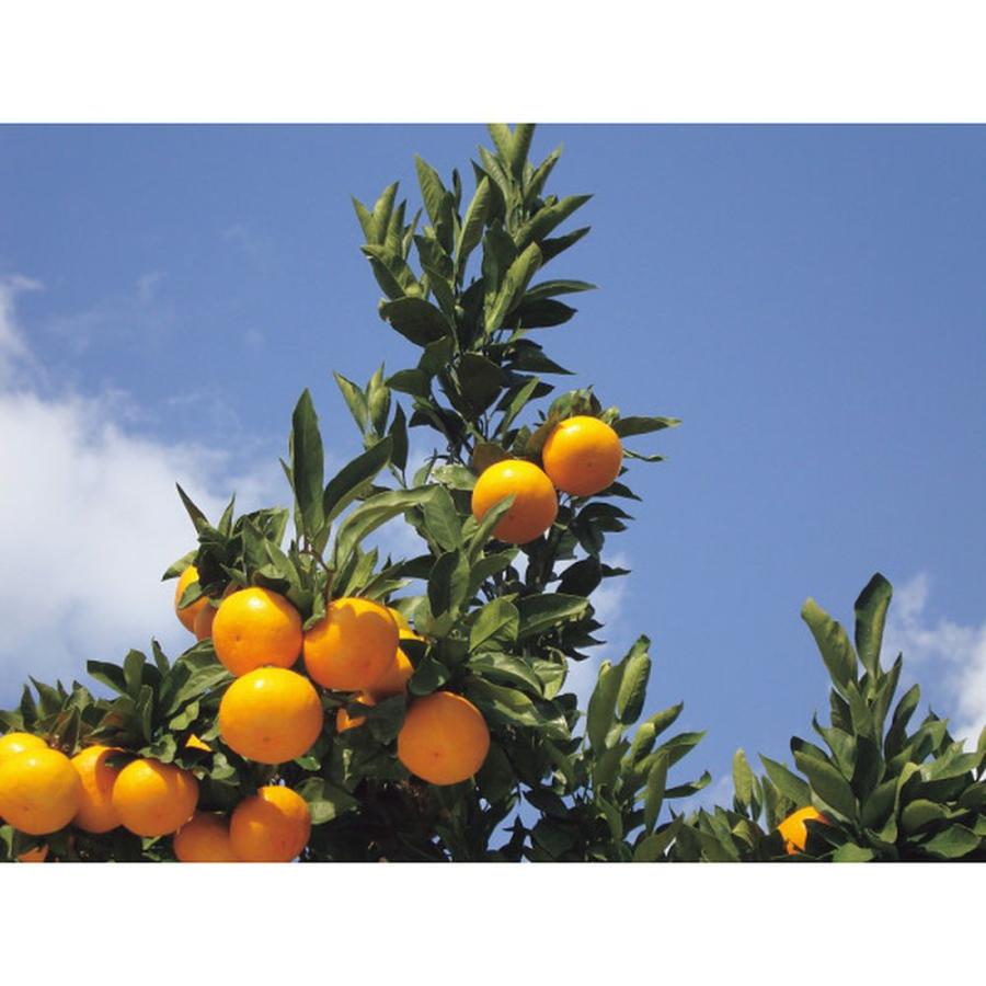 お中元 お返し 内祝い ギフト 野菜飲料 味わい柑橘の詰合せギフト 15本 PM-30  送料無料｜adachinet-giftshop｜02