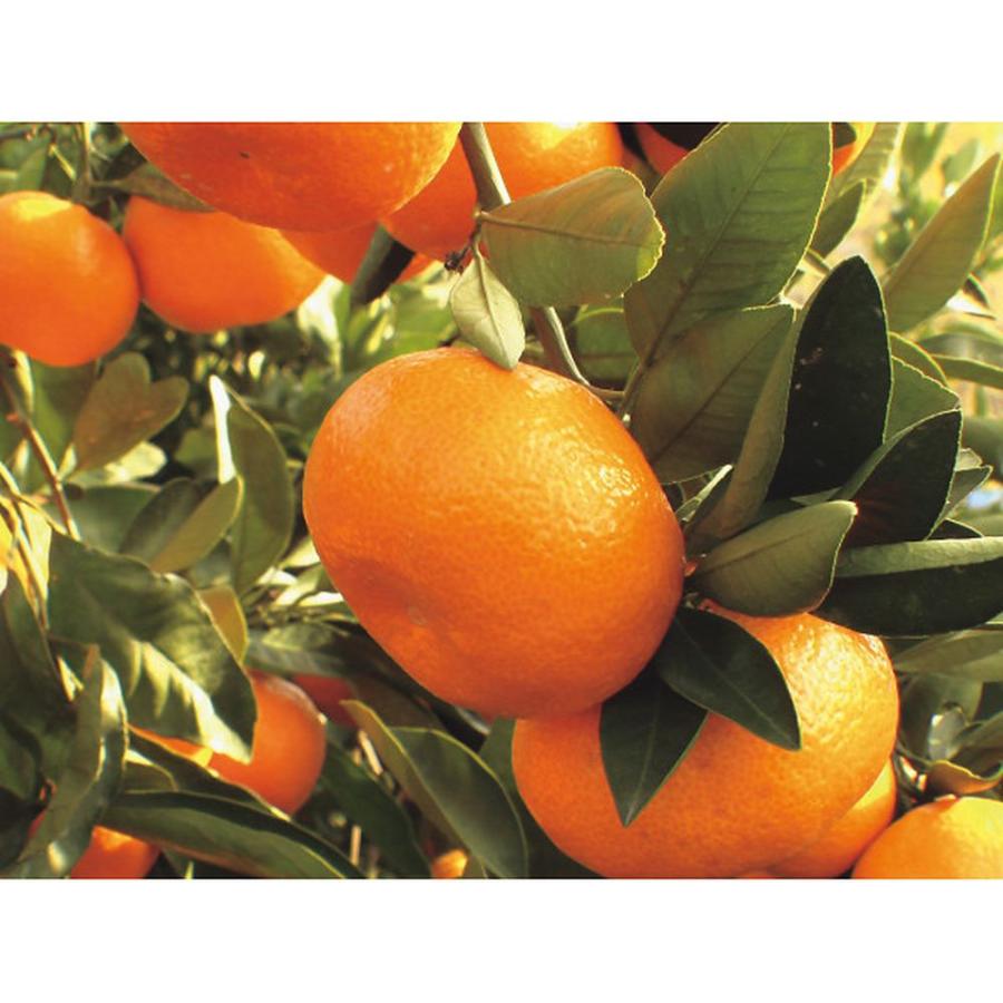 お中元 お返し 内祝い ギフト 野菜飲料 味わい柑橘の詰合せギフト 15本 PM-30  送料無料｜adachinet-giftshop｜04
