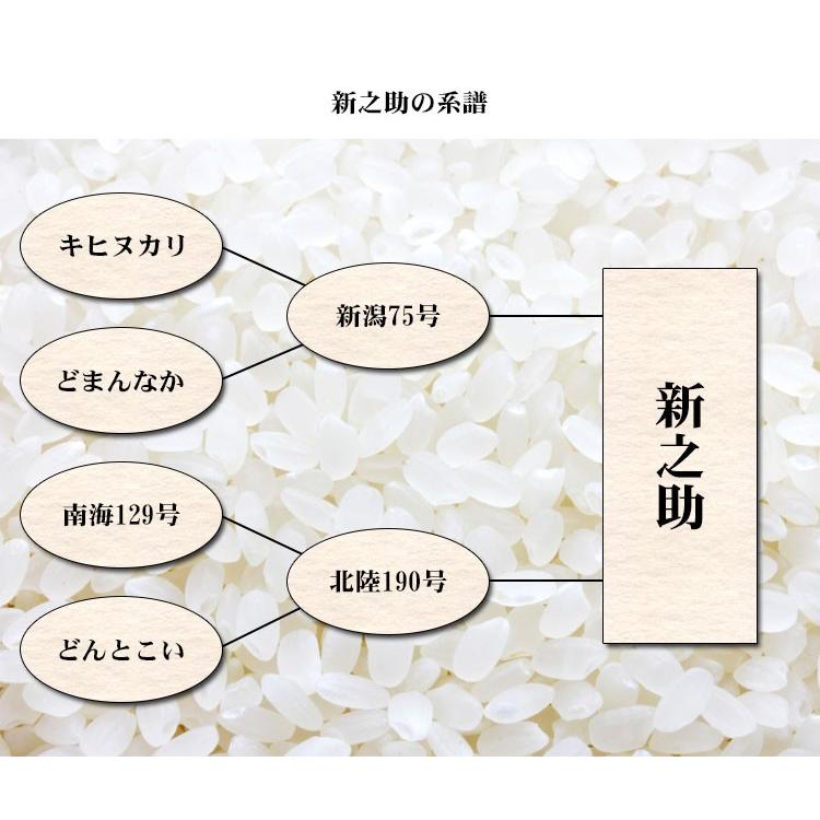 新之助（しんのすけ） 無洗米 10kg 送料無料 5kg×2袋 新潟県産 令和7