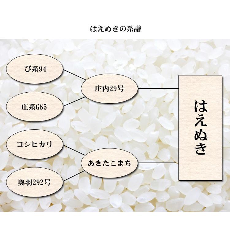 はえぬき お米 20kg 送料無料 白米 5kg×4袋 山形県産 令和7年産 一等米