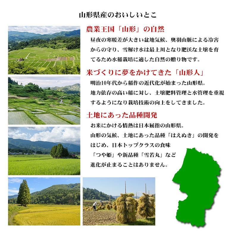 はえぬき お米 20kg 送料無料 白米 5kg×4袋 山形県産 令和7年産 一等米
