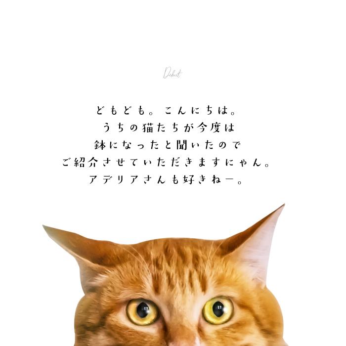 猫 ねこ 小鉢 ココネコクラフト ねこばち アデリア 日本製 化粧箱入 | おしゃれ プレゼント ギフト 食器 ガラスボウル ネコ | ADERIA | 07
