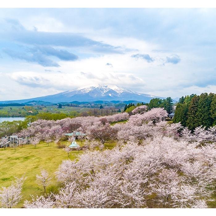 津軽びいどろ 一輪挿し さくらさくら sakura アデリア 日本製 化粧箱入り | おしゃれ 桜 プレゼント ギフト ガラス 花瓶 フラワーベース｜aderia-tyokuei｜10