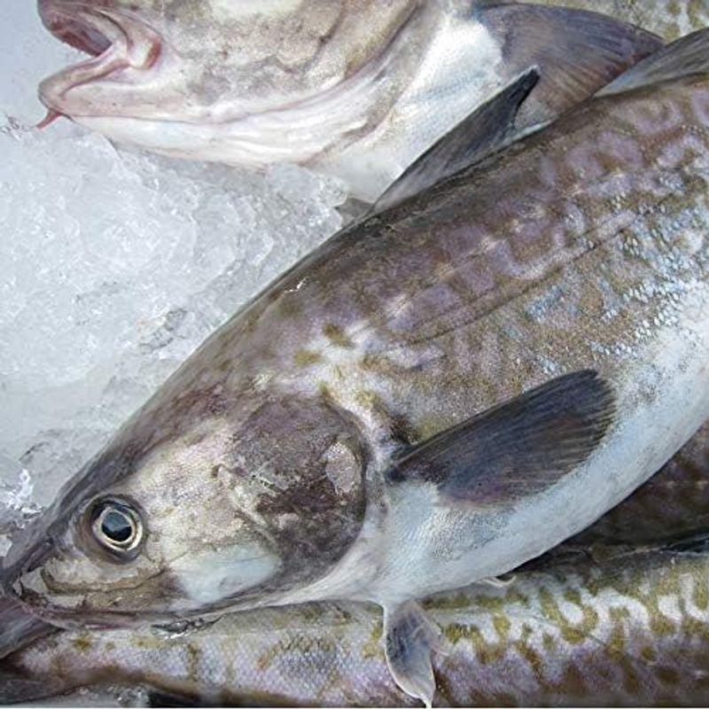 即納白子・肝入り「真鱈オス１尾8.7kg」活冷凍 『魚王国』境港産 肝入り 真鱈オス１尾8 7kg 活冷凍 『魚王国』境港産