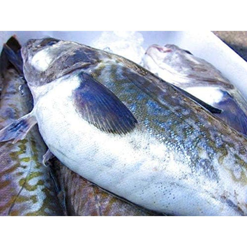 即納白子・肝入り「真鱈オス１尾8.7kg」活冷凍 『魚王国』境港産 肝入り 真鱈オス１尾8 7kg 活冷凍 『魚王国』境港産