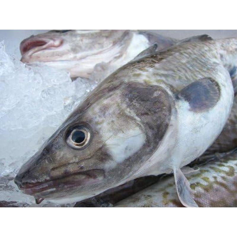 即納白子・肝入り「真鱈オス１尾8.7kg」活冷凍 『魚王国』境港産 肝入り 真鱈オス１尾8 7kg 活冷凍 『魚王国』境港産