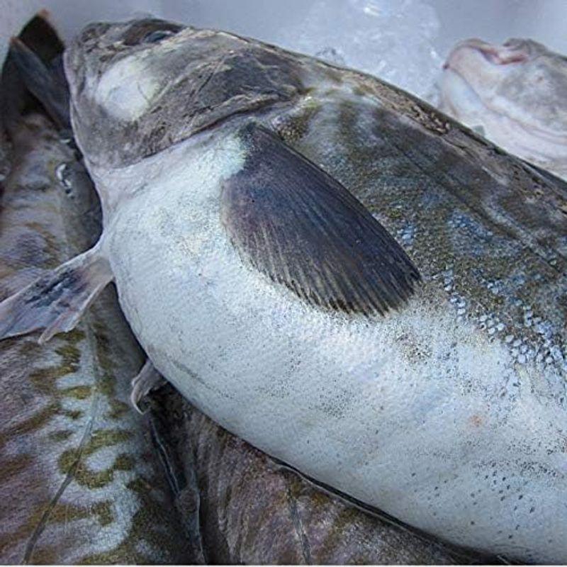 即納白子・肝入り「真鱈オス１尾8.7kg」活冷凍 『魚王国』境港産 肝入り 真鱈オス１尾8 7kg 活冷凍 『魚王国』境港産