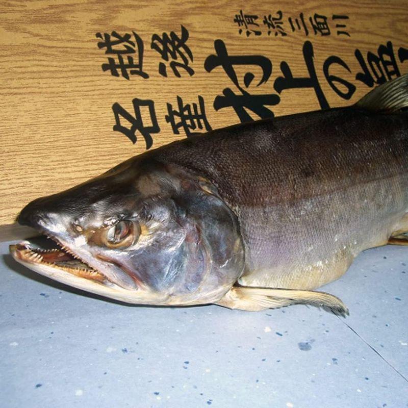 お歳暮・冬ギフト塩引き鮭(一本物)4kg台新潟村上が生んだ伝統の名産品 冬ギフト塩引き鮭 一本物 4kg台新潟村上が生んだ伝統の名産品