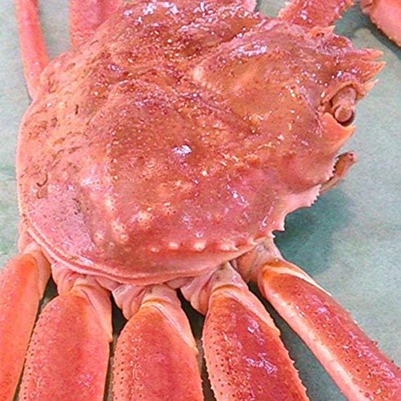 魚水島 活ズワイガニ姿 新潟・佐渡産「活 本ズワイガニ」（生 本ずわい蟹）大600g以上 2杯 2杯 活ズワイガニ姿 新潟 佐渡産 本ズワイガニ 本ずわい蟹 大600g以上