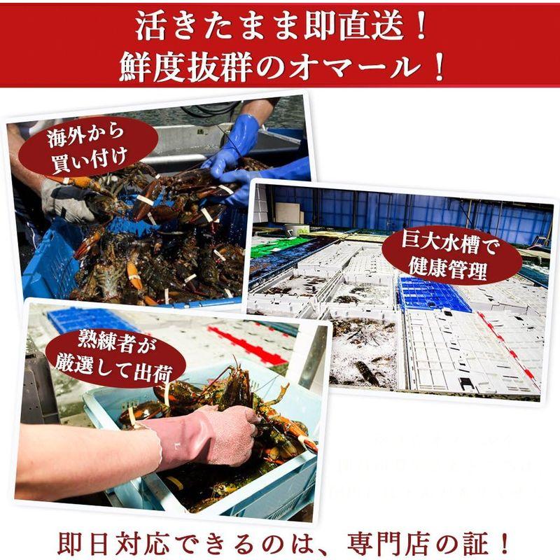 天然活オマール海老 500g 北米産（アメリカ・カナダ） 活物専門商社魚活 (6尾) 500g 北米産 アメリカ カナダ 天然活オマール海老 活物専門商社魚活 6尾
