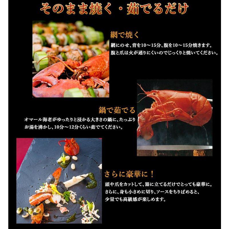 天然活オマール海老 500g 北米産（アメリカ・カナダ） 活物専門商社魚活 (6尾) 500g 北米産 アメリカ カナダ 天然活オマール海老 活物専門商社魚活 6尾