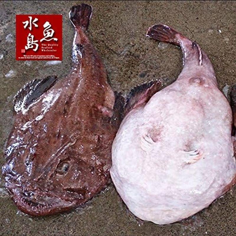 魚水島 新潟・佐渡産 天然 あんこう アンコウ 一匹丸もの 5kg以上 あんこう 5kg以上 新潟・佐渡産 魚水島 アンコウ 天然 一匹丸もの I1205512809(10600円)