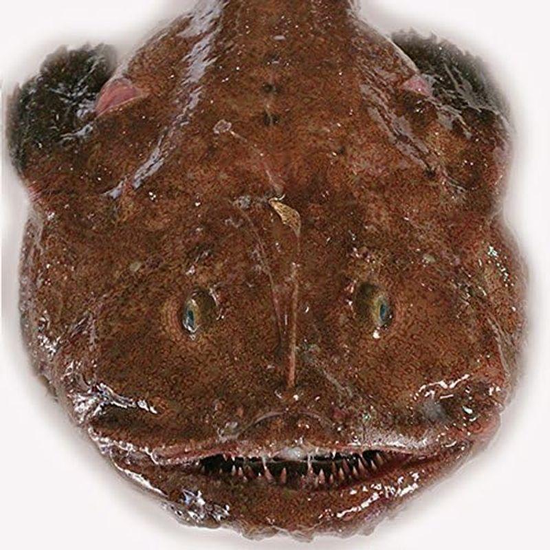 魚水島 新潟・佐渡産 天然 あんこう アンコウ 一匹丸もの 7kg以上 あんこう 魚水島 天然 7kg以上 アンコウ 新潟・佐渡産 一匹丸もの FKP1614927815(14200円)