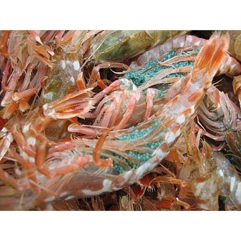 お刺身用 泥海老（モサエビ）3Kg 山陰境港産 泥海老 モサエビ 3Kg 山陰境港産