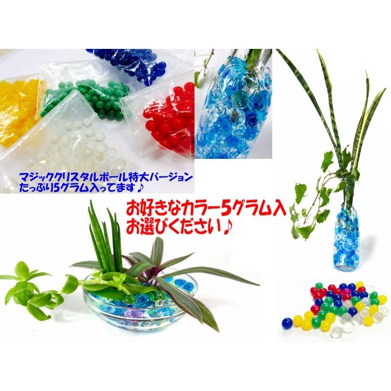 ぷよぷよボール 5g入 約100粒 ハイドロカルチャー ジェリーボール