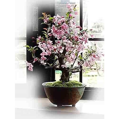 値引きする 桜盆栽 ハナカイドウ桜 花が 少し 下向きに 咲くのが 特長です A B00b3gvstc ルーツ オンライン 新宿本店 通販 Yahoo ショッピング メール便なら送料無料 M Mahdi Net