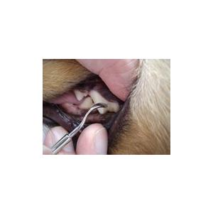 犬口ケア プロ仕様 スケーラー シャープ |  | 02