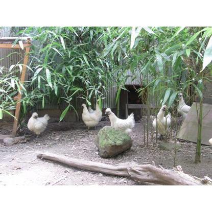 烏骨鶏卵・6個入り￥2,330円 放し飼い自然産卵の貴重な卵。卵かけご飯