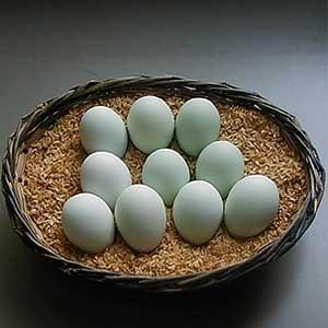 高級卵「青空（あおぞら）」アローカナの青い卵 20個木箱入￥4,320｜afa-mu｜05
