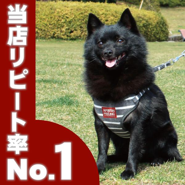 ボーダー柄ソートフルハーネスリード ハーネスリード ハーネスリードセット 犬 犬用 小型犬 ペット用 リード付き アフレッシュフィーリング :AF0049:犬猫用品と雑貨のAFRESH FEELING - 通販 - Yahoo!ショッピング ボーダー柄ソートフルハーネスリード ハーネスリード ハーネスリードセット 犬 犬用 小型犬 ペット用 リード付き アフレッシュフィーリング :AF0049:犬猫用品と雑貨のAFRESH FEELING - 通販 - Yahoo!ショッピング