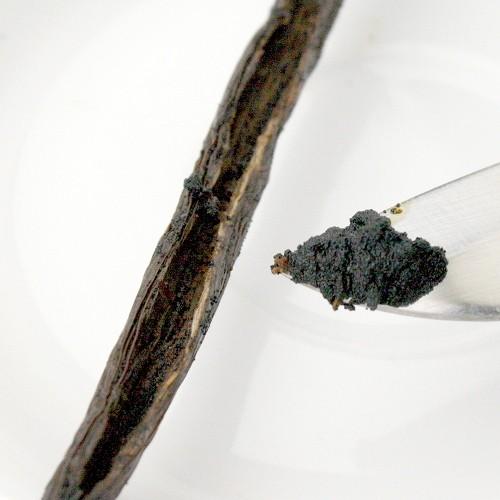 マダガスカル産 ブルボンバニラビーンズ 【1kg】【14〜19cm】【ECOCERT・FLO認証】バニラ　バニラビーンズ　バニラペースト　製菓用　業務用　ヴァニラ