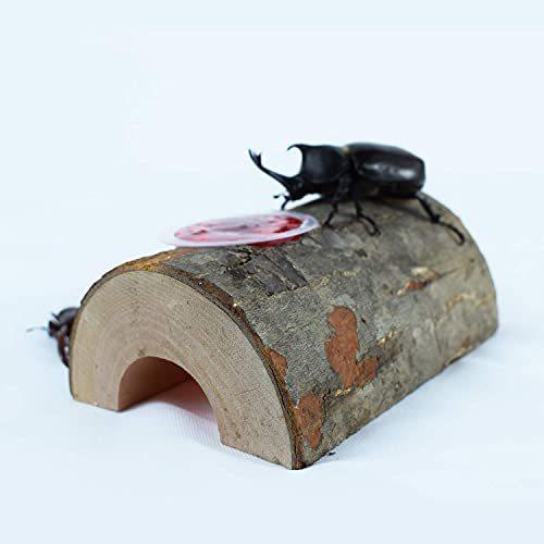 信託 えさ皿 昆虫のかくれ木 のぼり木 クワガタ 隠れ家 飼育木 ゼリーの角皿 カブトムシ餌台 昆虫ゼリーエサ皿は18gゼリーや30gワイドゼリーをし Nhaankhang Com