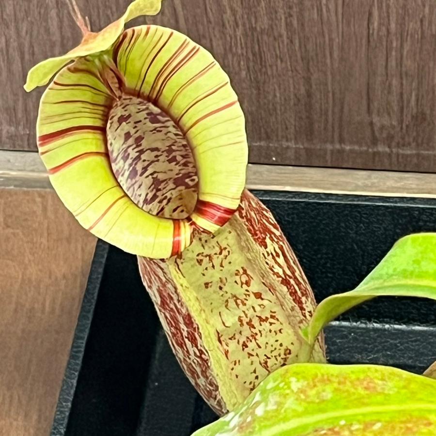 食虫植物 ネペンテス・ダイエリアナ ウツボカズラ (現品限り