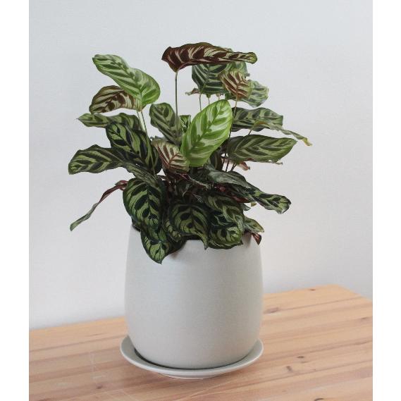 鉢 プランター フロストボール グレー 皿付き 穴あき Φ20cm