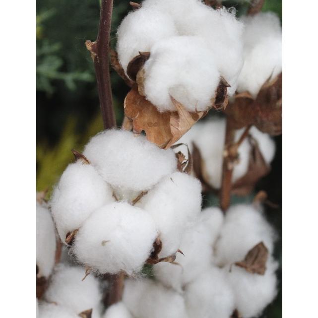 綿の実 枝付き 6輪 ４本セット ホワイト コットンフラワー ドライフラワー 綿花 ナチュラル インテリア Ka 001 アグレアーブル花や 通販 Yahoo ショッピング
