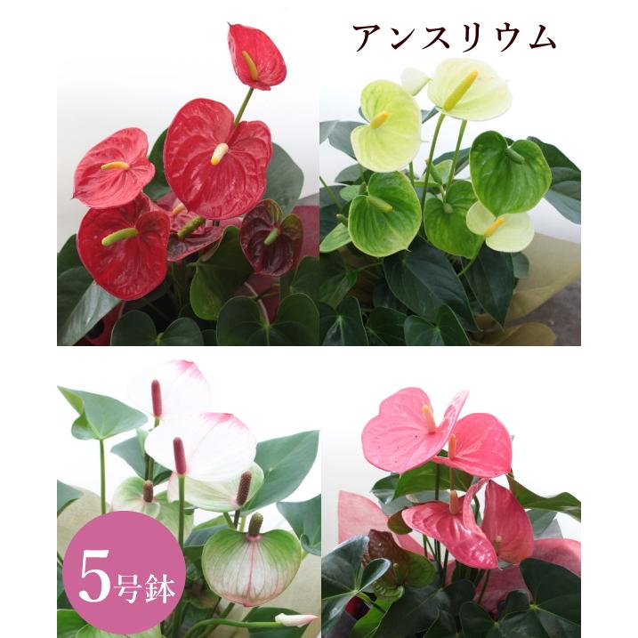 アンスリウム 5号 観葉植物 夏 プレゼント 誕生日 お祝い Kg 012 アグレアーブル花や 通販 Yahoo ショッピング