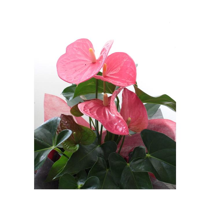 アンスリウム 5号 観葉植物 夏 プレゼント 誕生日 お祝い Kg 012 アグレアーブル花や 通販 Yahoo ショッピング