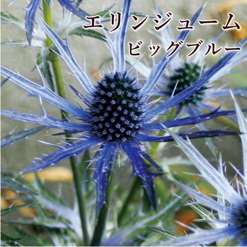 エリンジューム ビッグブルー 宿根草 夏の花 ガーデニング 12cmポット苗 サカタ｜agreable1999