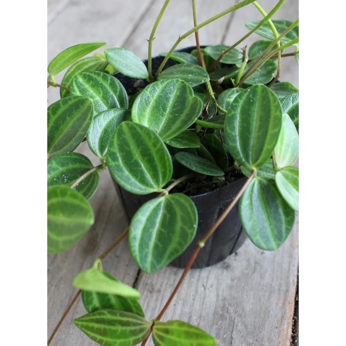 mm　【新品未使用・タグ付‼️】Ohga VELOR TOPS ベロア ペペロミア アングラータ 観葉植物 多肉植物 寄せ植え カラーリーフ