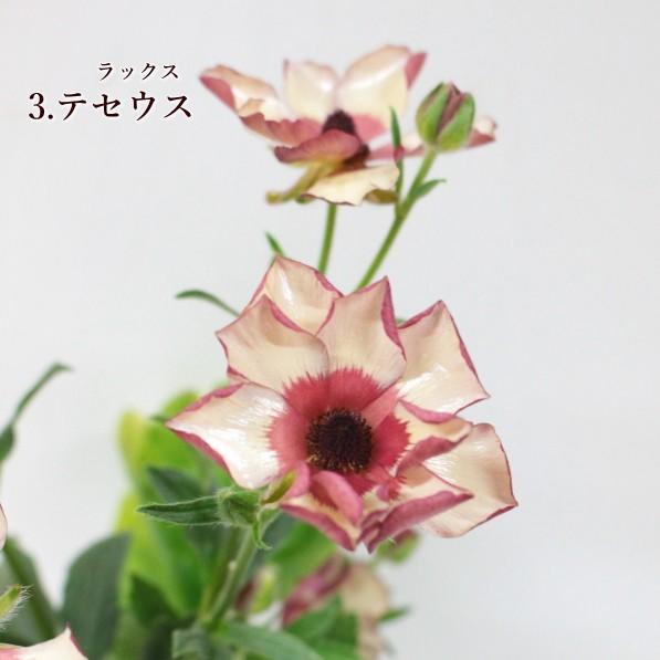 ラナンキュラス ラックスシリーズ 光沢がある花びら 変わり咲き 綾園芸 5号鉢 Na 016 アグレアーブル花や 通販 Yahoo ショッピング