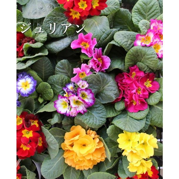 冬の花壇や寄せ植えを鮮やかに彩る人気の花 ギガランキングｊｐ