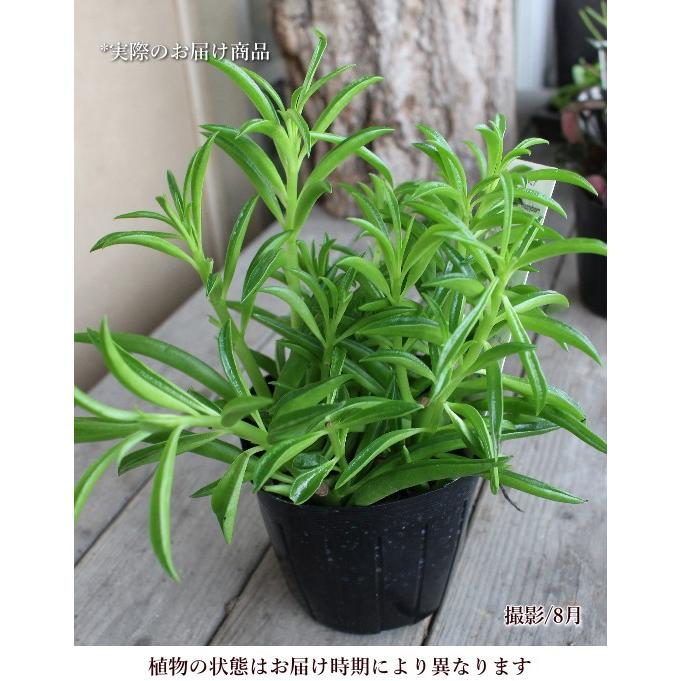 ペペロミア ハッピービーン 観葉植物 多肉植物 寄せ植え カラーリーフ リーフプランツ 光沢 カラーラベル付き 3号ポット 石川園芸 インテリア Na 024 アグレアーブル花や 通販 Yahoo ショッピング