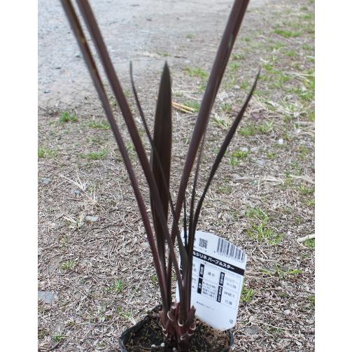 コルジリネ カンカン♥️ 2カラーリーフ 大型鉢植え 送料1500円