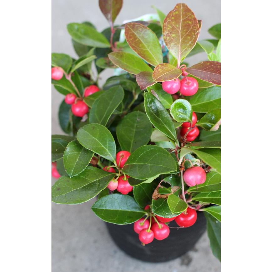 チェッカーベリー ゴールテリア 赤い実付き 5号鉢 冬の寄せ植えに ガーデニング Na 027 アグレアーブル花や 通販 Yahoo ショッピング
