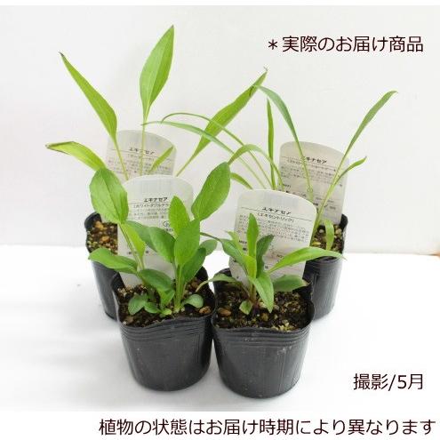 エキナセア カラフル八重咲き タキイ 流通量の少ない八重咲き種 耐寒性 多年草 8種 9cmポリポット Na 028 アグレアーブル花や 通販 Yahoo ショッピング