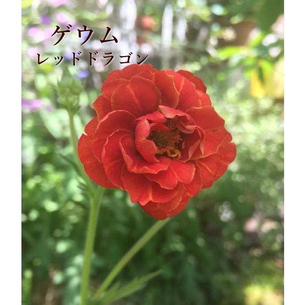 ゲウム レッドドラゴン ダイコンソウ 3 5号ポット 草花 宿根草 春の花 Na 041 アグレアーブル花や 通販 Yahoo ショッピング