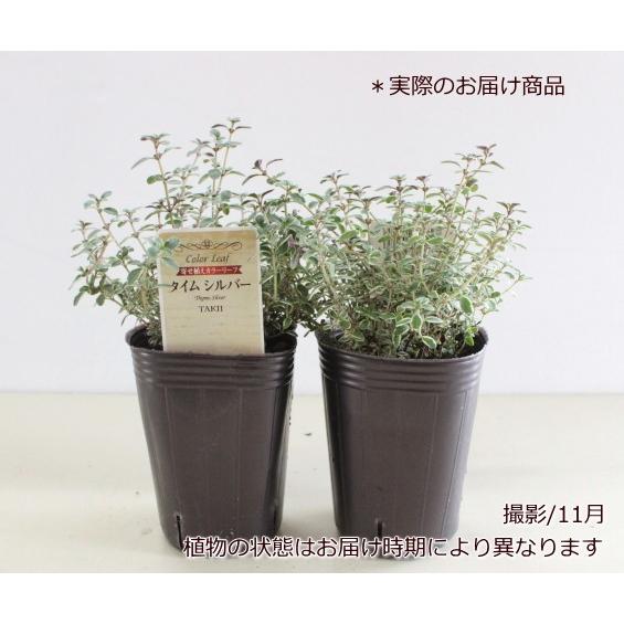 タイム シルバータイム ハーブ苗 寄せ植え カラーリーフ カラーラベル付き 7 5cmロングポット タキイ種苗 Na 048 アグレアーブル花や 通販 Yahoo ショッピング