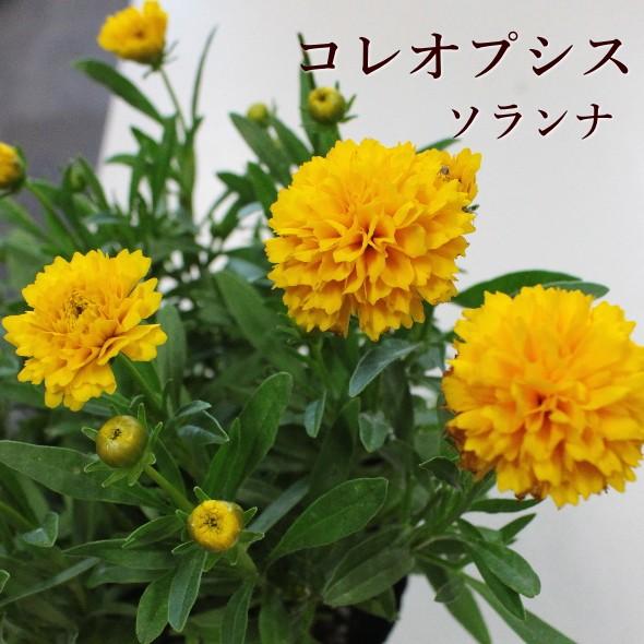 コレオプシス ソランナ ゴールデンファイヤー 豪華な八重咲き 5号