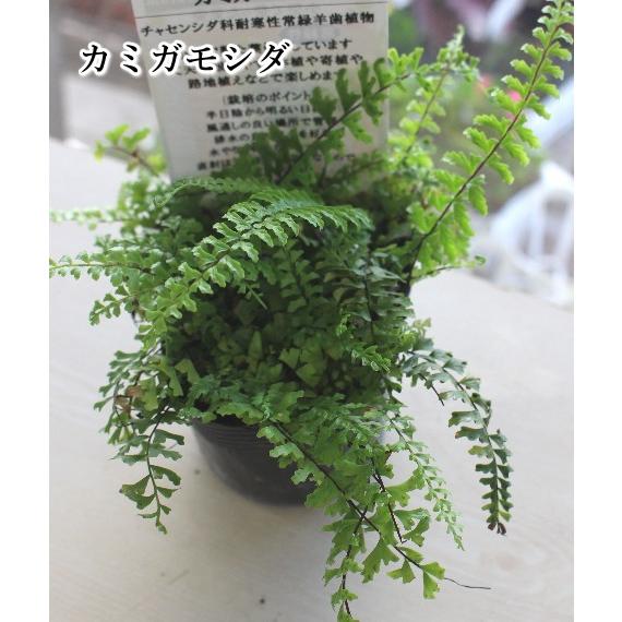 カミガモシダ 7 5cmポット苗 山野草 シダ植物 Na 075 アグレアーブル花や 通販 Yahoo ショッピング