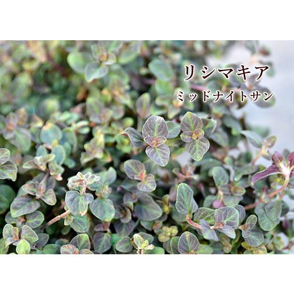 クリスマスローズ Hgc氷の薔薇 レッド 7号 開花株 高級品種 花鉢 タキイ Na 087 アグレアーブル花や 通販 Yahoo ショッピング