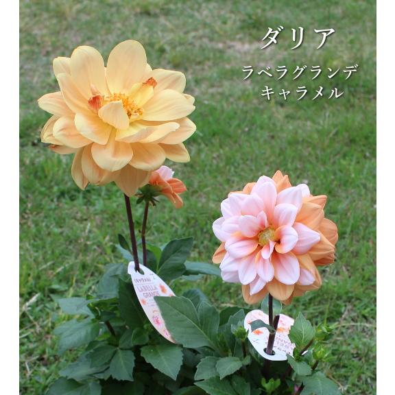 本気野菜イチゴ ローズベリー レッド いちご苗新品種 3号 苗 3個セット サントリー Na 093 アグレアーブル花や 通販 Yahoo ショッピング